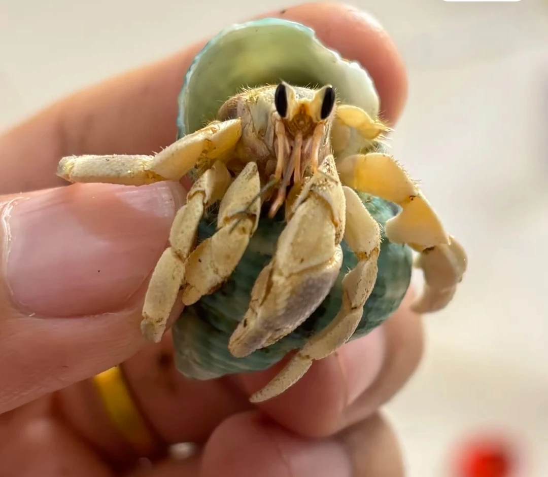 可爱爬宠陆生寄居蟹彩色豆丁桌面观赏蟹懒人宠物