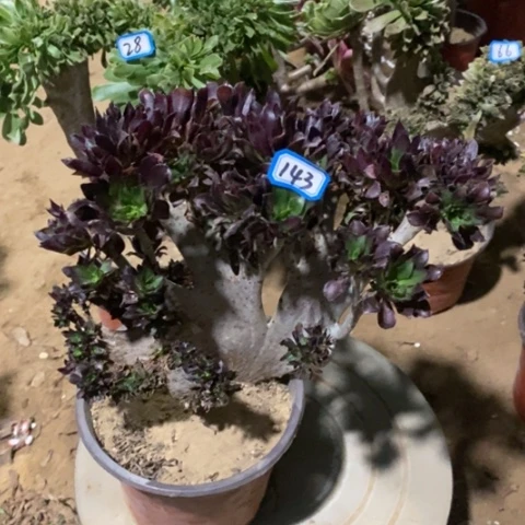 黑法师缀一物一拍