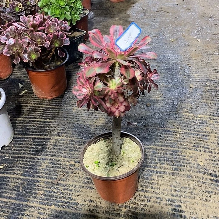 308香奈儿14566788999