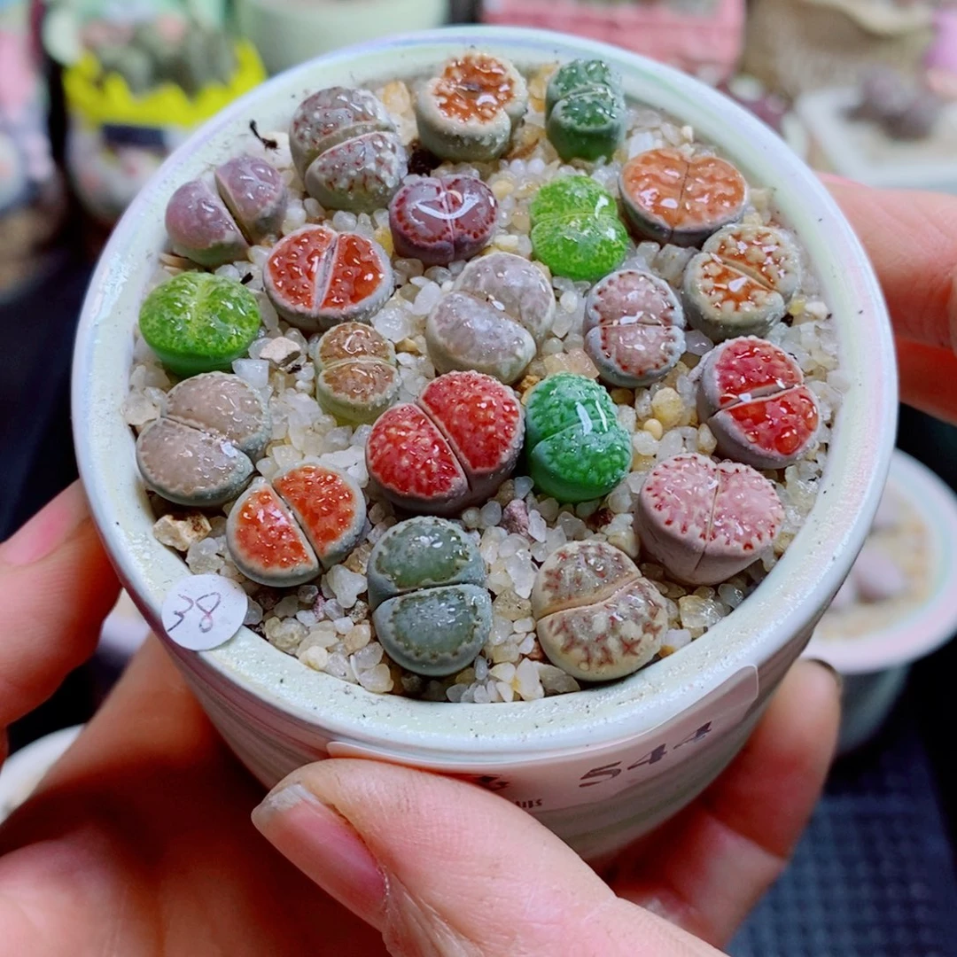 生石花花花花花花花544