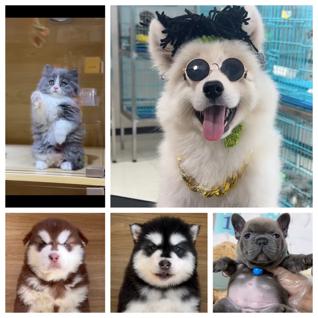 {宠物相册}定金拍前联系主播