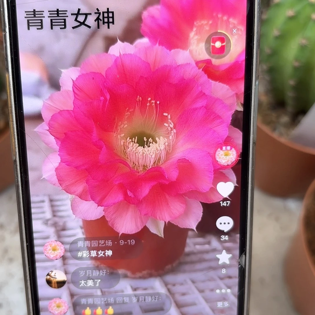 彩草青青女神7公分左右