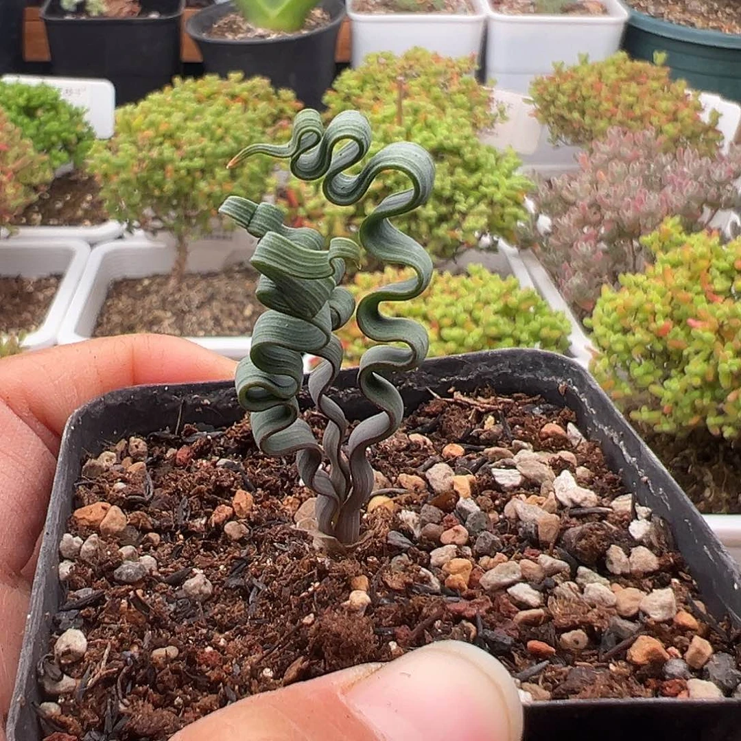 一物一拍海带弹12.23多肉