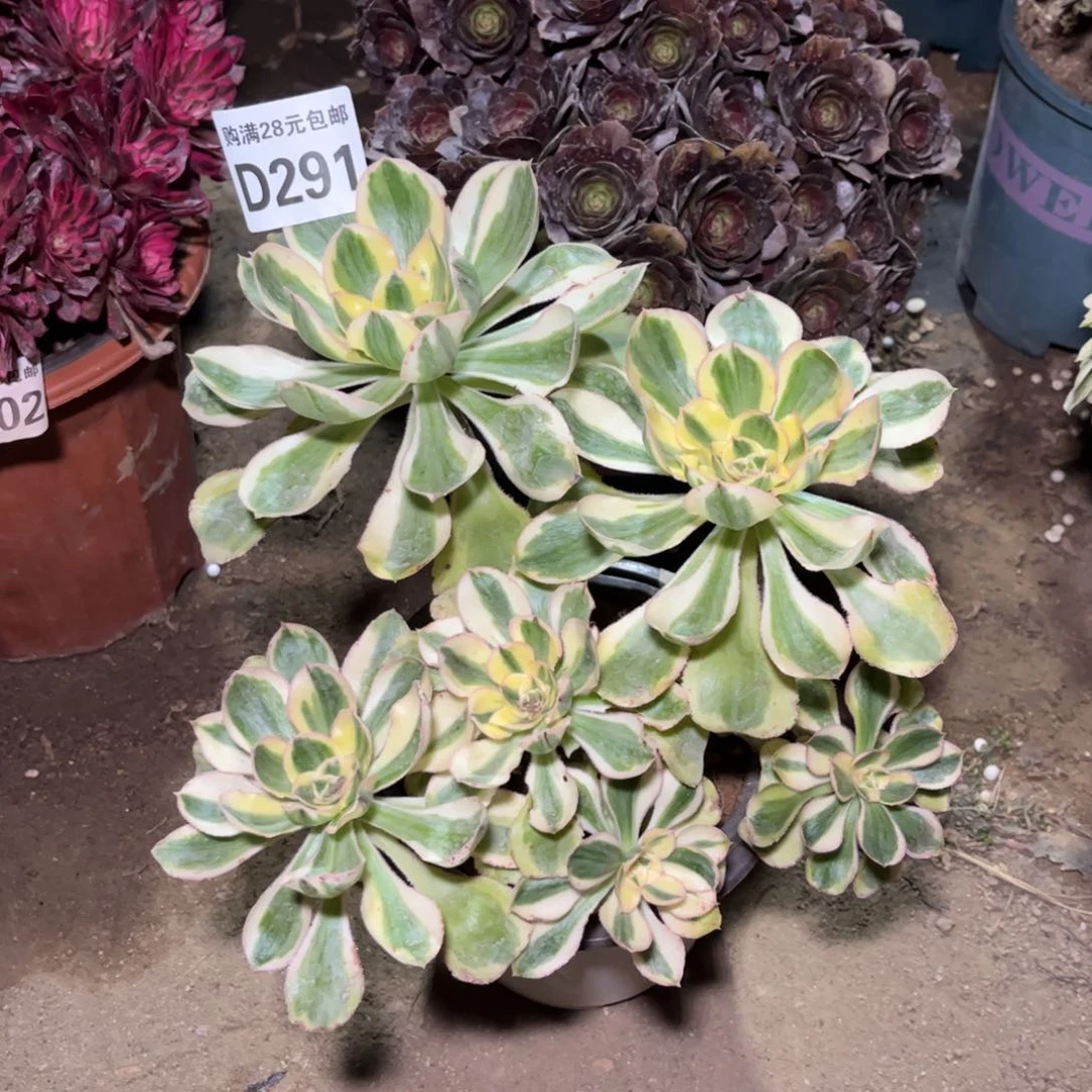 291多肉植物艳姿锦