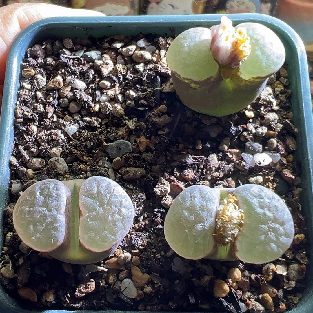 园艺磁铁。     单棵30米。