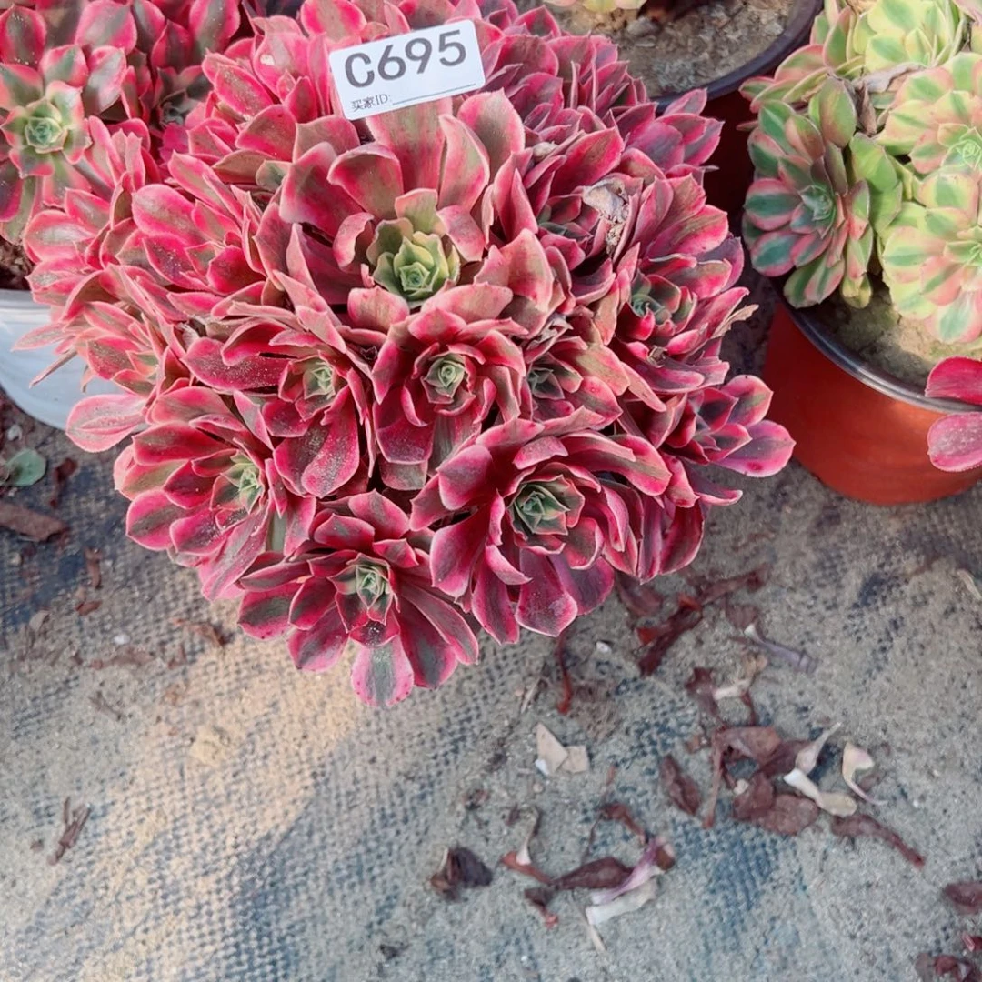 695女妖多肉植物法师多肉