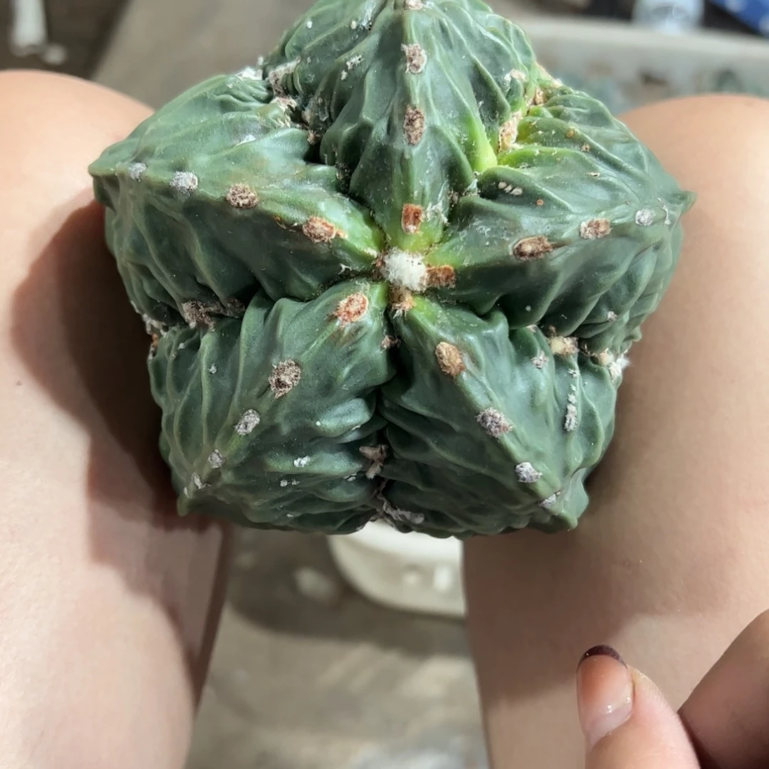 小***疼实生鸾凤玉一物一拍