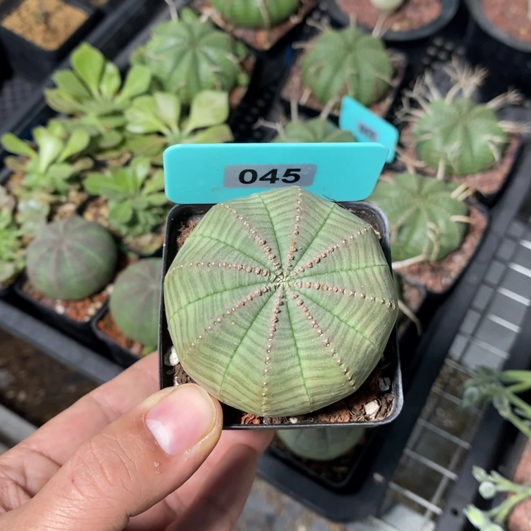 布紋球多肉植物一个