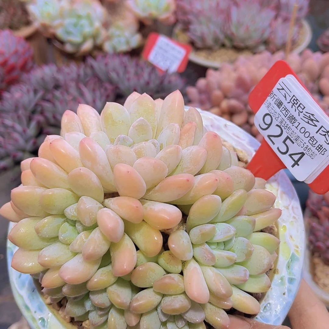 9254白桃美人 多肉植物