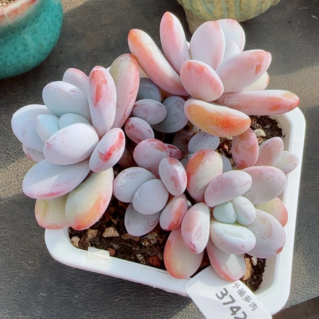 雪美人，3742多肉植物