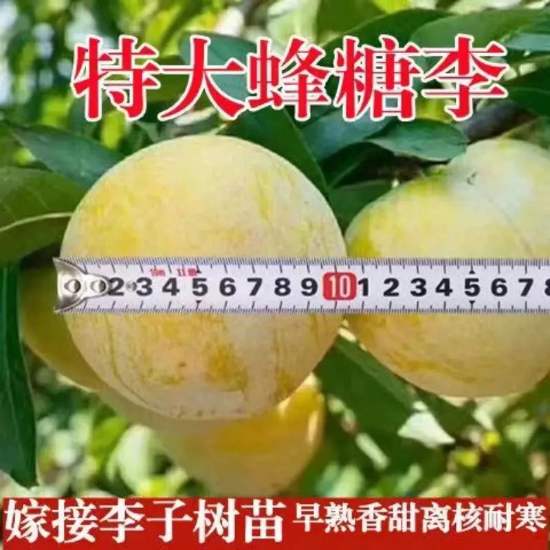 正宗嫁接蜂糖李子果树特大早熟蜂糖李子树苗南方北方种植当年结果