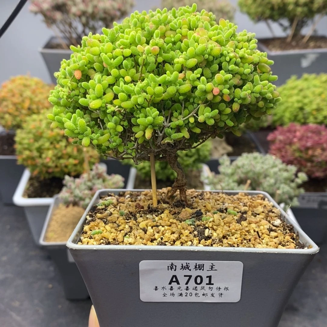 701蜜橘糖球枝干番杏