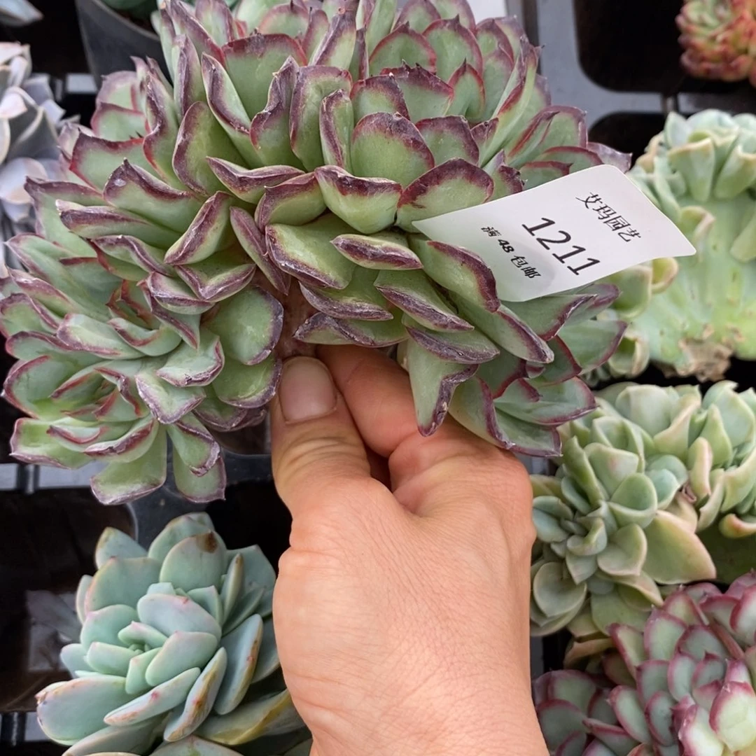 肉酱玫瑰朵朵缀化多肉多肉211