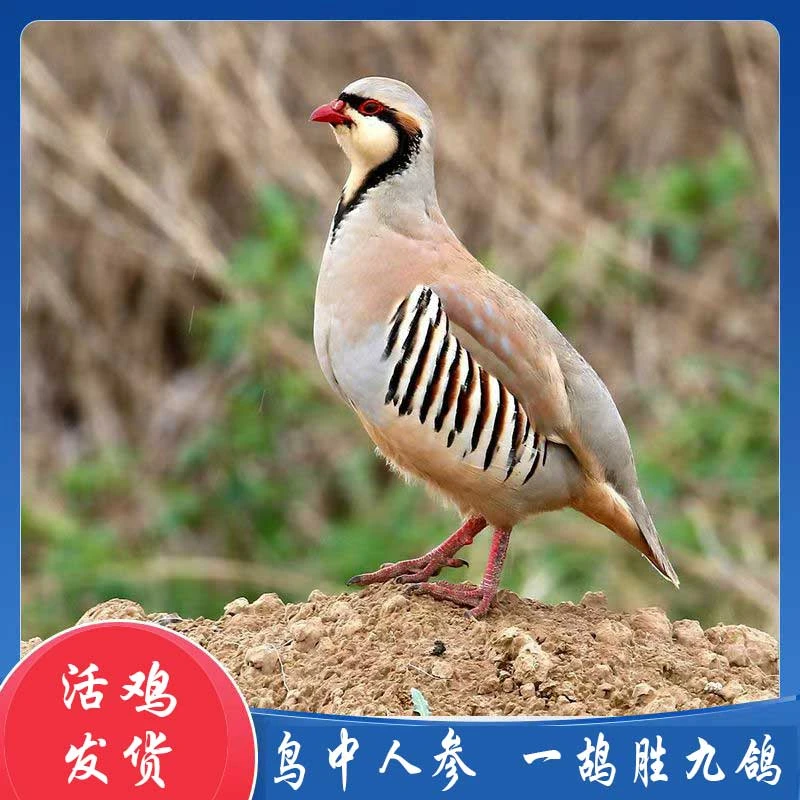 一公三母 咕咕鸡 呱呱鸡 宠物鸟  宠物石鸡包邮生鲜