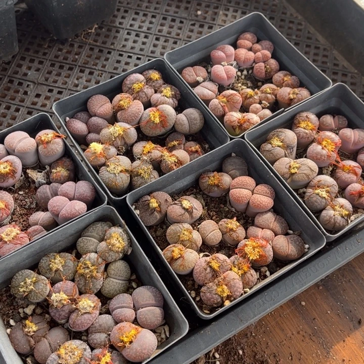 十方杯紫石榴8888888