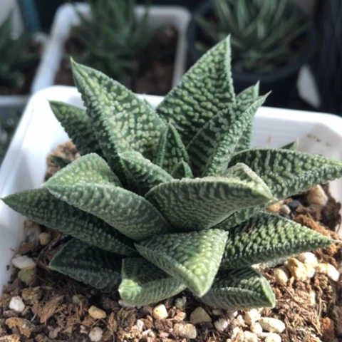 雪A硬叶母本带盆发货