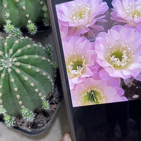 2个爱德华仙人球，2579990