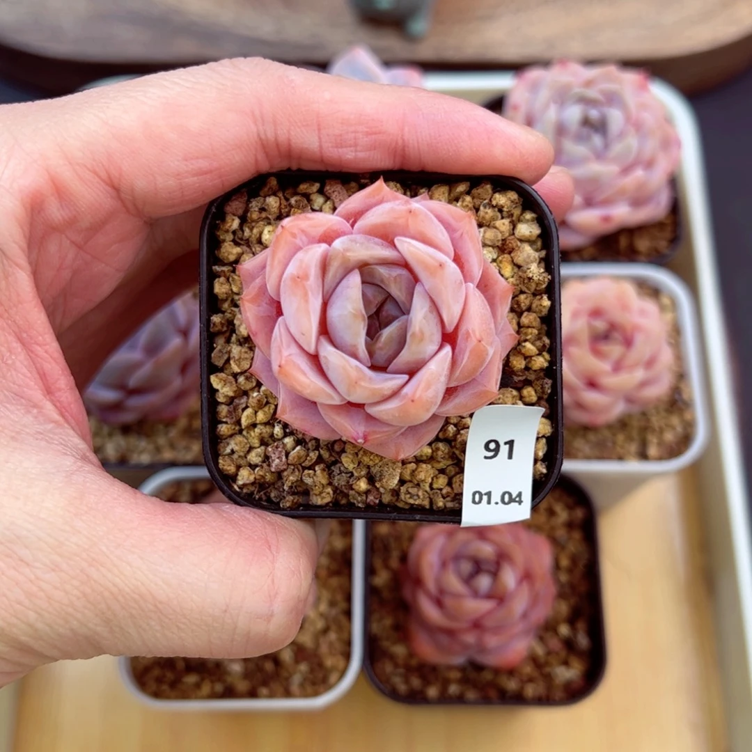 好好看91、哈哈哈哈