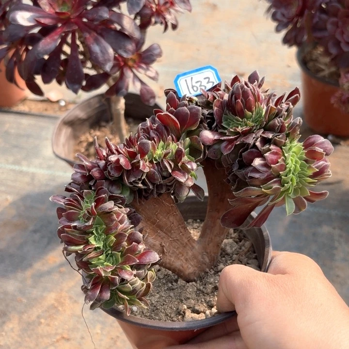 绿欧缀1633法师多肉满20包邮