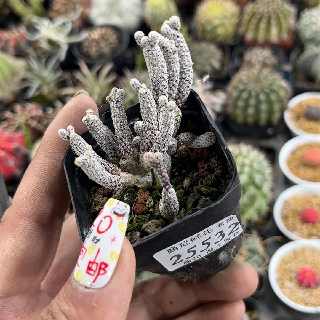 丁***生25532一物一拍单头