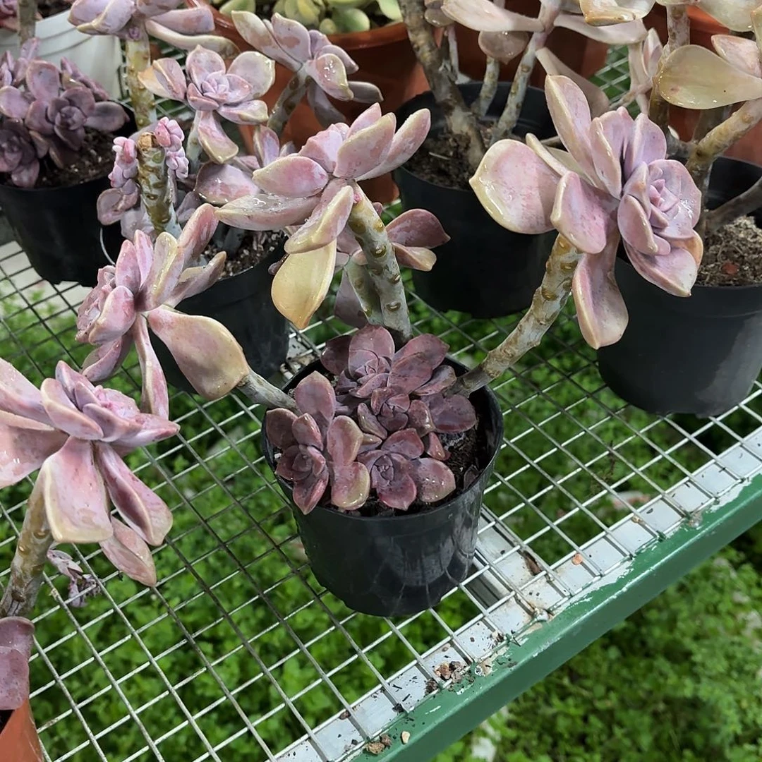 紫乐老桩群生冠幅15㎝
