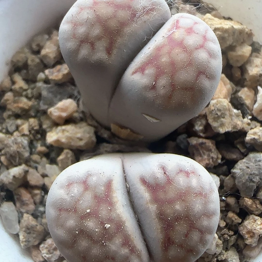 开播福利。    38519