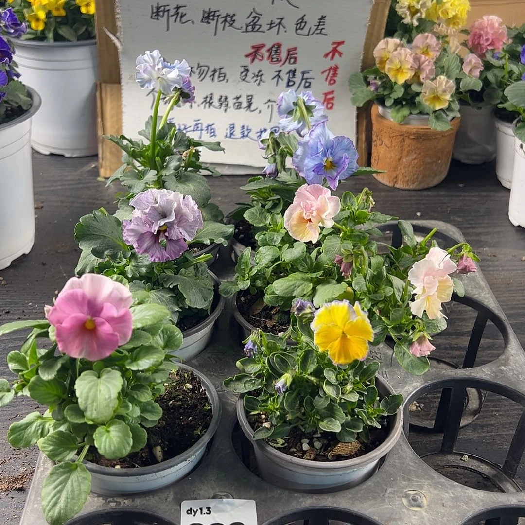 大部分花苞少量开放290号