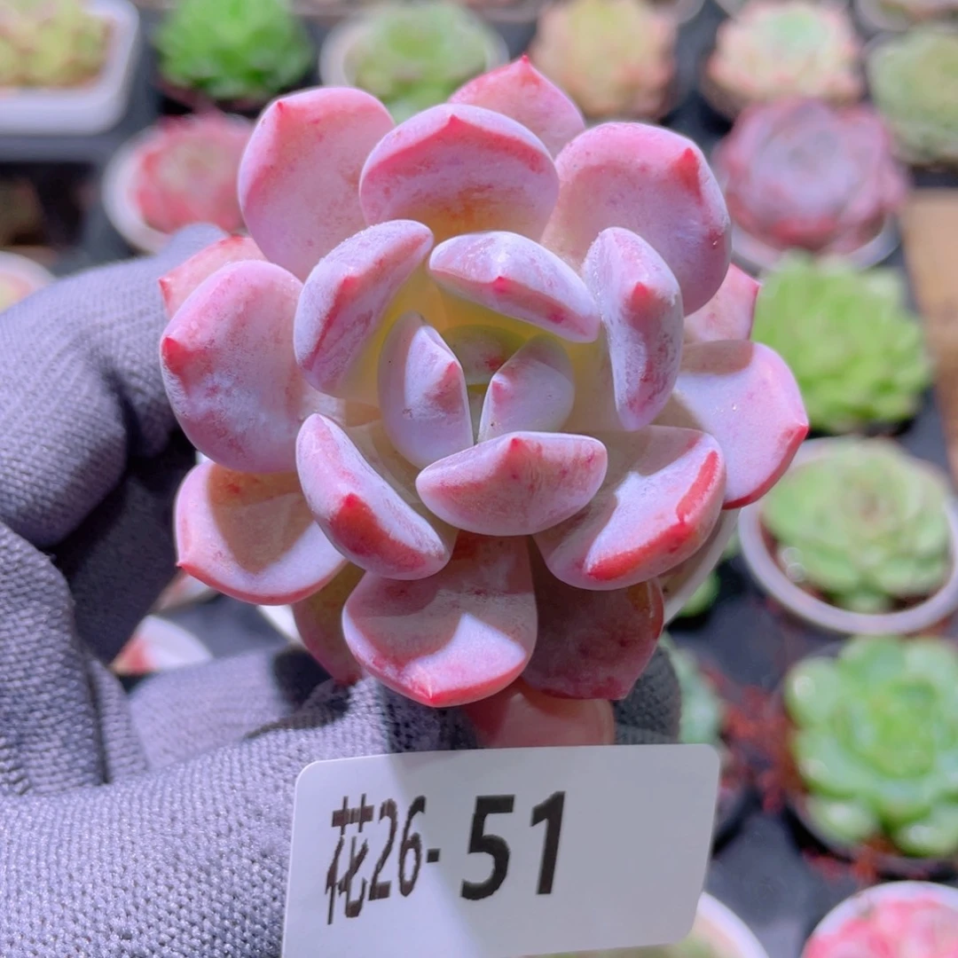 花利美26-51橙梦露
