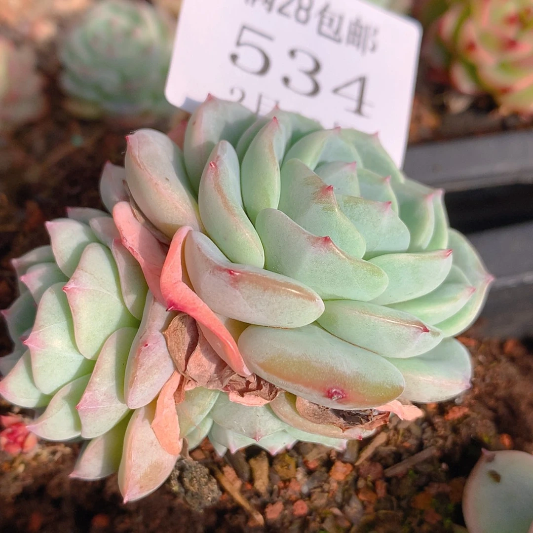【闪购商品】云534