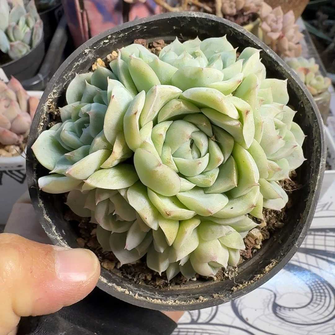 850十公分无砍杂满20包邮