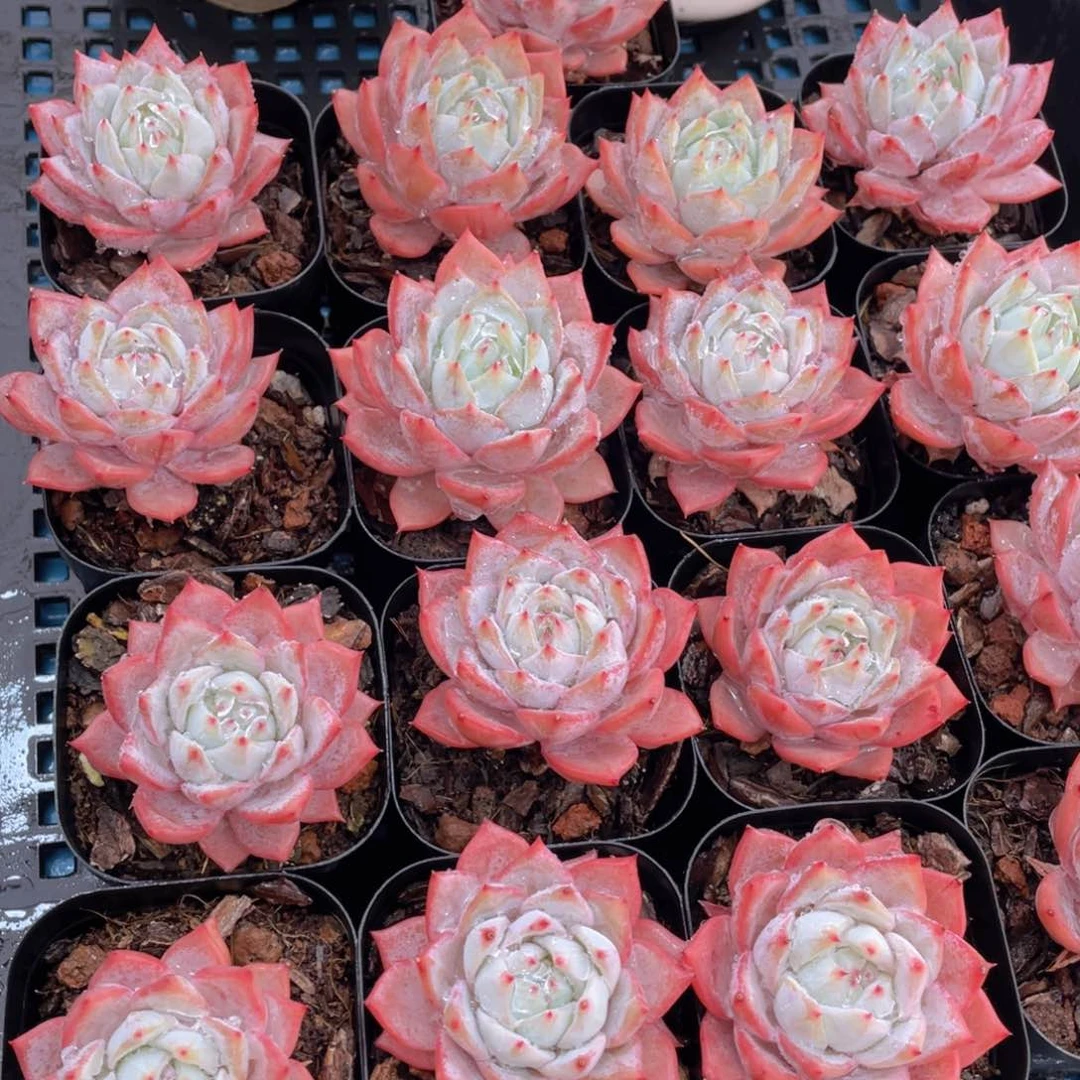 量拍26号全粉叶背韩版粉蓝鸟单头一个