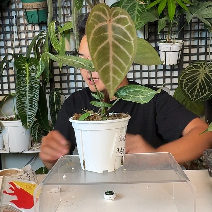 无花朵范*成一物一拍T105