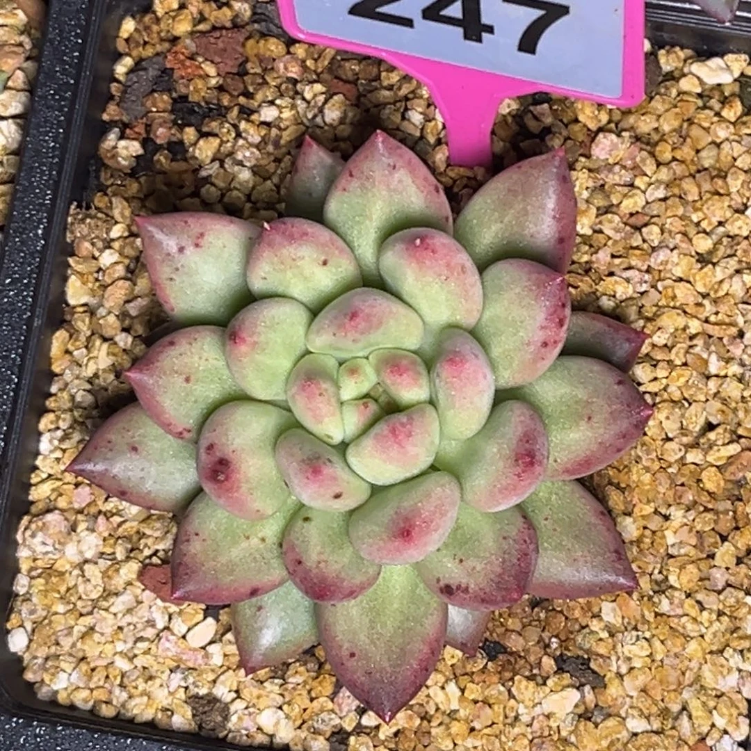 多肉植物米其林247