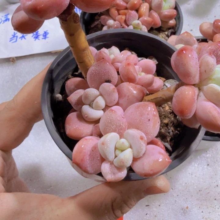 樱花洛神福利一颗