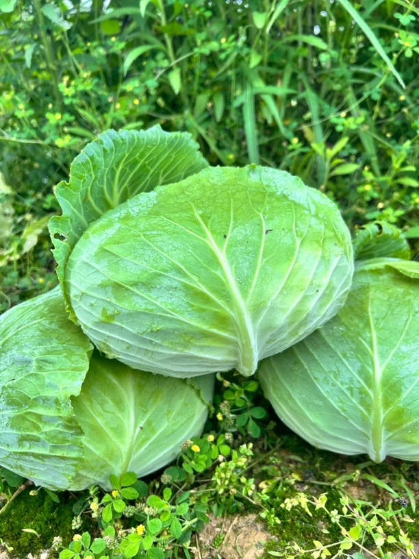 无品牌贵州高山甘蓝平包心菜