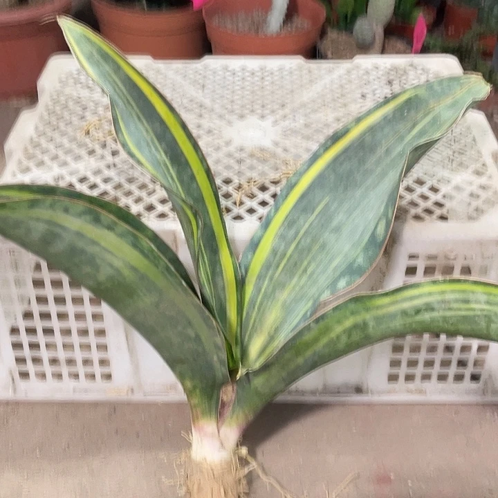 无花朵大宝镜虎皮兰一物一拍