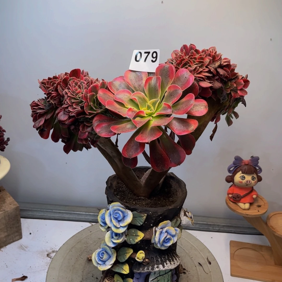 多肉法师美杜莎缀079