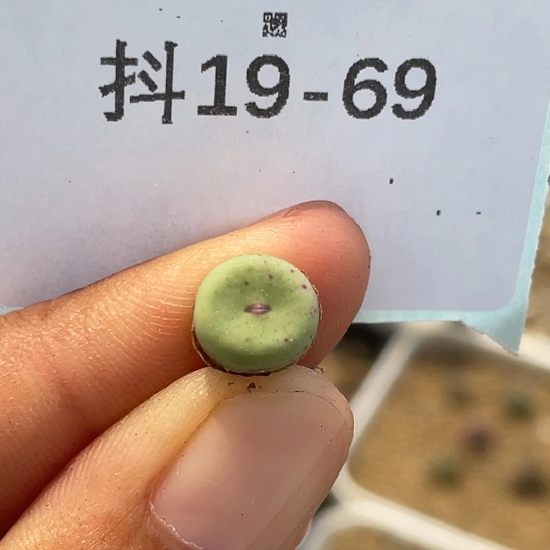 19-69嘴多肉植物肉锥