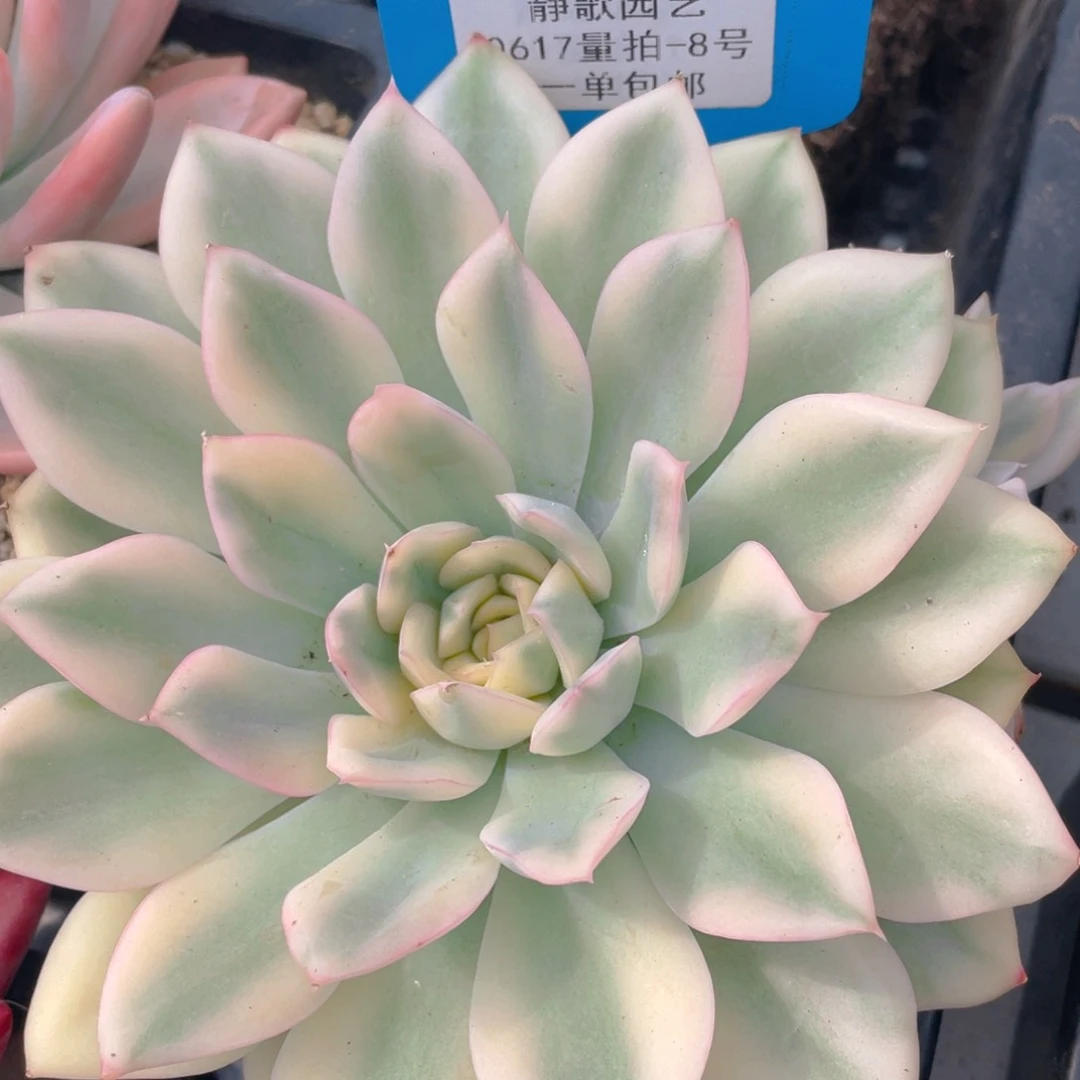 0617-8-月亮仙子锦母本单头一颗