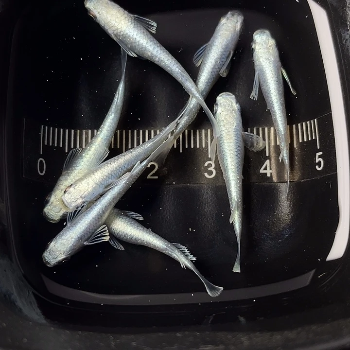 青鳉鱼短天使8条，032号，满15包邮，可叠单