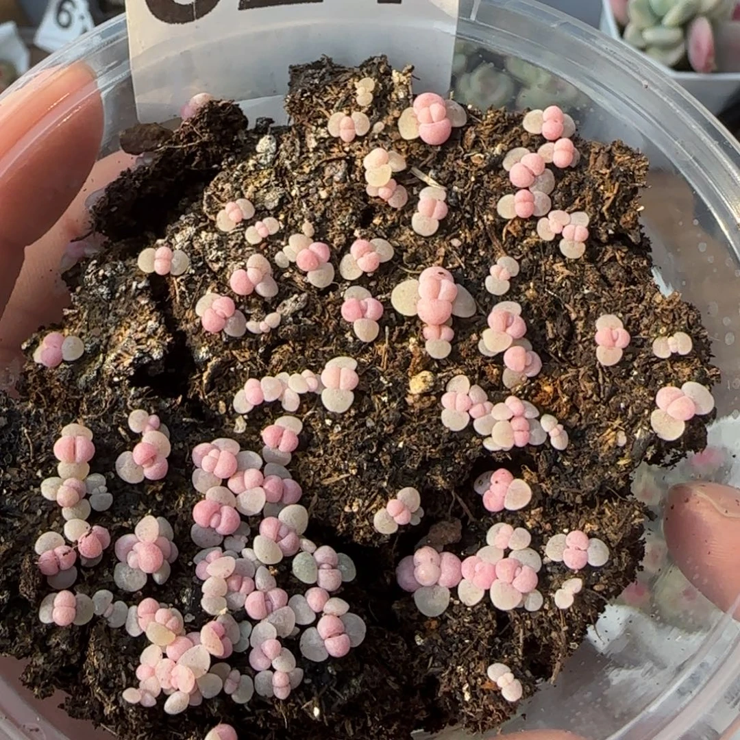 621号彩虹奶酪30颗量拍