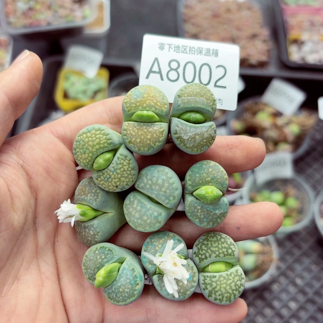 8002—生石花 生石花是