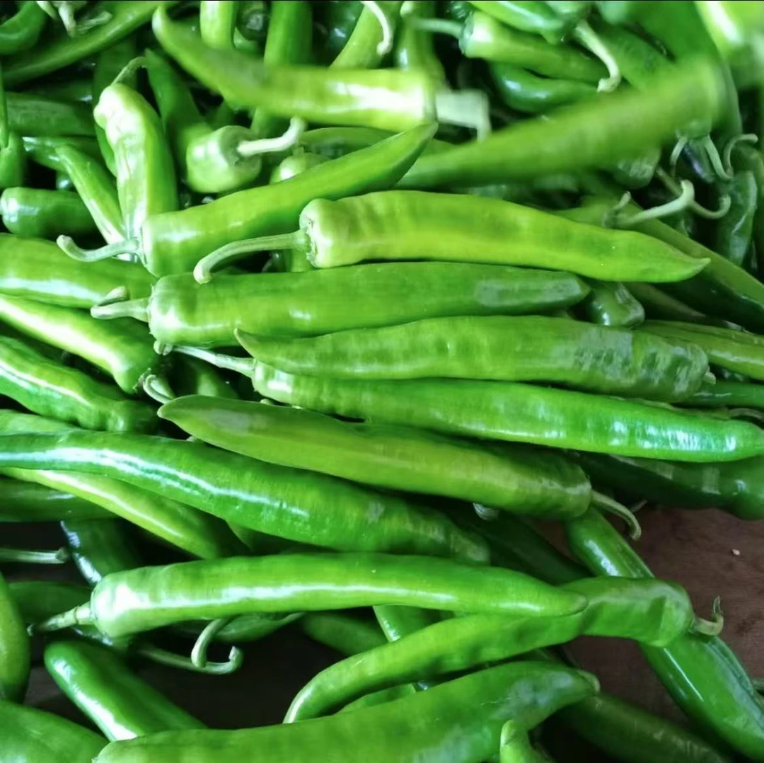 河南本地土辣椒露天种植新鲜采摘新鲜发货香辣口感