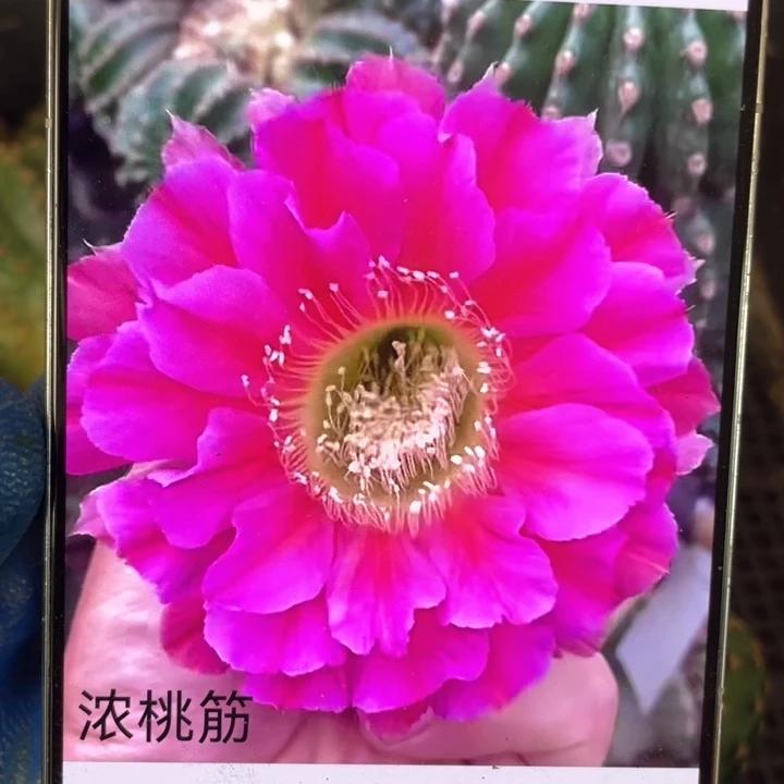 彩草浓桃津5公分左右满18包邮