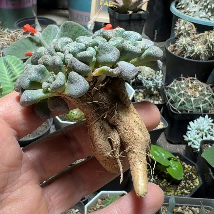 623唐扇脱土发货实生