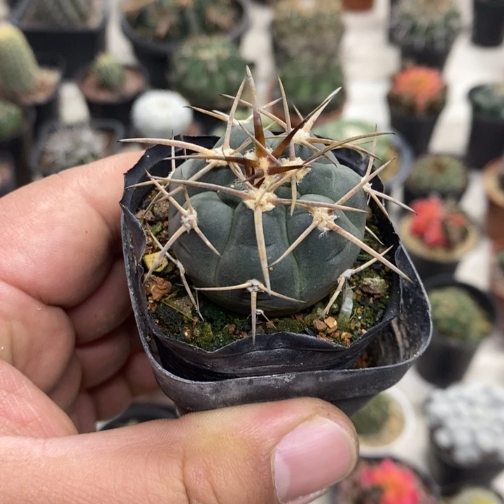 实生光临玉特价福利