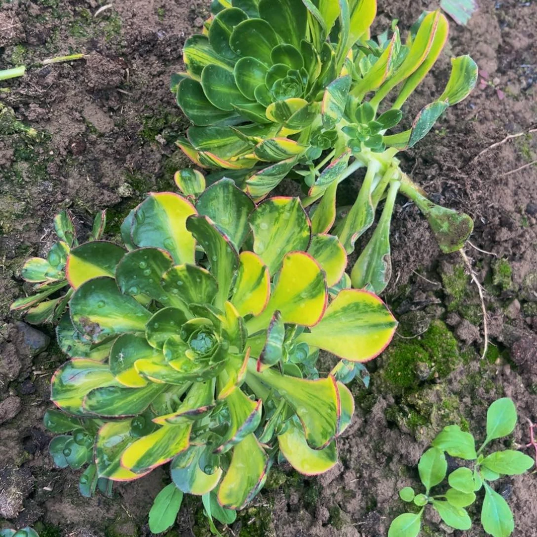 彩蝶多肉植物捧花的