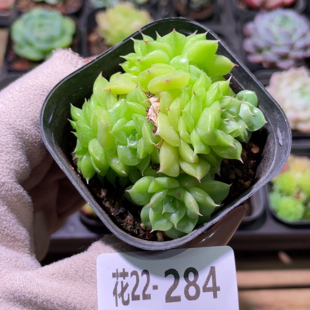 花利美22-284麦秆