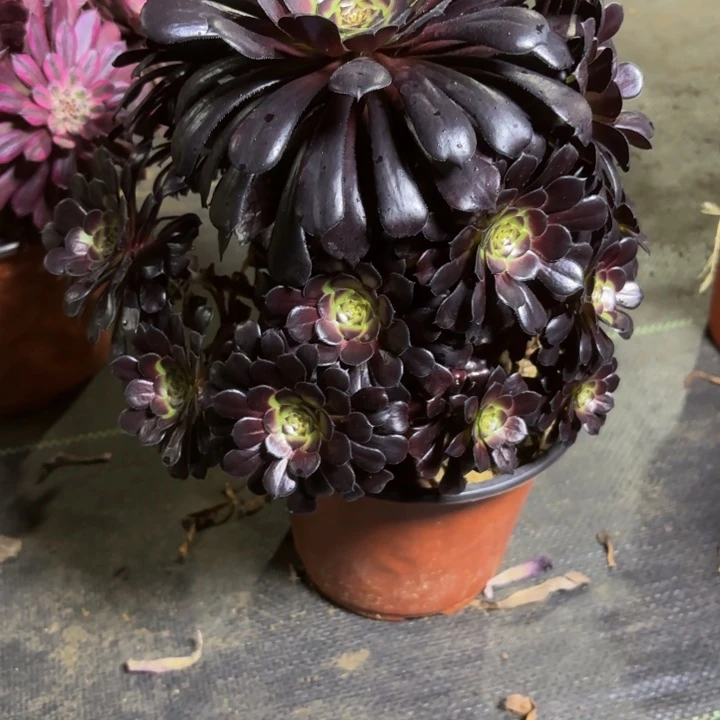 瑞妈一物一拍913