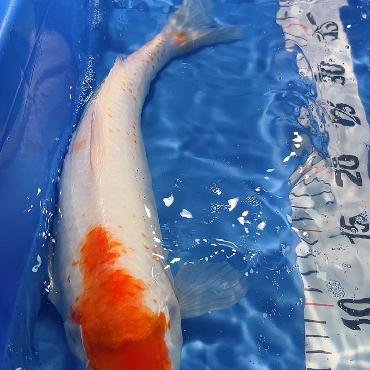 锦鲤锦鲤锦鲤冷水鱼